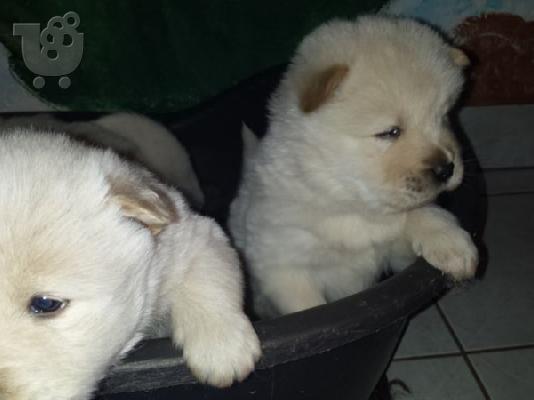 PoulaTo: Τσόου Τσόου κουταβακι